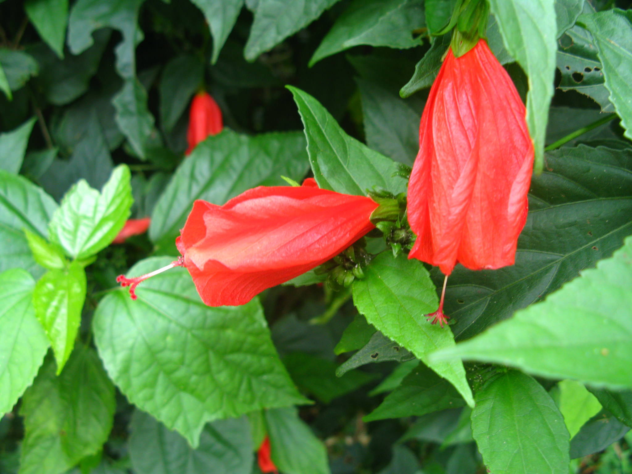 Malvaviscus penduliflorus